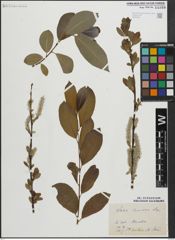 Foto von Salix laurina Sm.